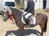 dressage horse Honey Bee's Jorben (Welsh mountain pony (SEK.A), 2006, from Vlonderzicht's Harm)