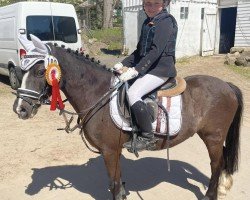 Dressurpferd Honey Bee's Jorben (Welsh Mountain Pony (Sek.A), 2006, von Vlonderzicht's Harm)