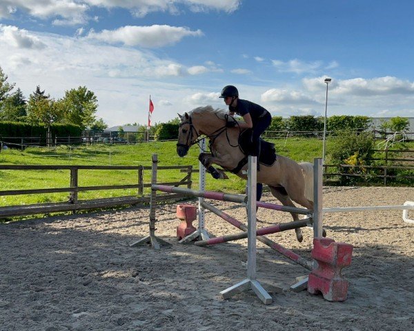 dressage horse Djerby (German Riding Pony, 2018, from Danny Gold)