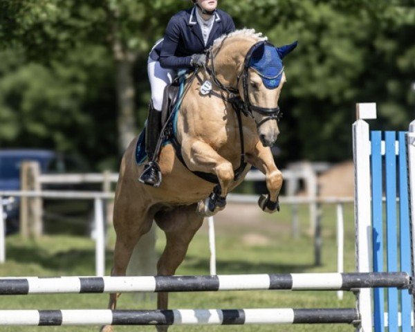 Dressurpferd Goldener Diamant P (Deutsches Reitpony, 2016, von HET Golden Dream)