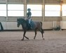 dressage horse Donnerwetter 95 (German Riding Pony, 2020, from D'Accord T 3)