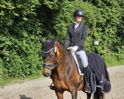 dressage horse Sewana (Little German Riding Horse, 2007, from Shaddow of Severloh)