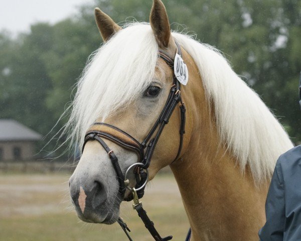 broodmare Antonia (Haflinger, 2020, from Starkwind)