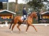 dressage horse BreFood's Sir Sinclair (Hanoverian, 2011, from Sir Donnerhall I)