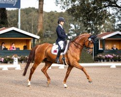 dressage horse BreFood's Sir Sinclair (Hanoverian, 2011, from Sir Donnerhall I)