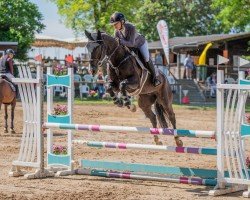 jumper Easy Fly 10 (German Warmblood, 2019, from Black Angel 11)