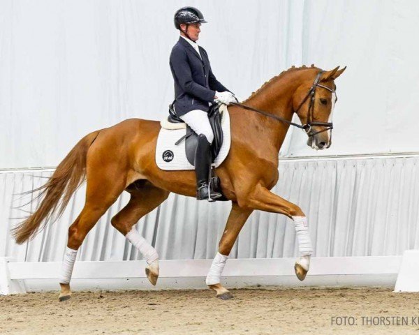 dressage horse Remmeny (Hanoverian, 2019, from Rock Springs)