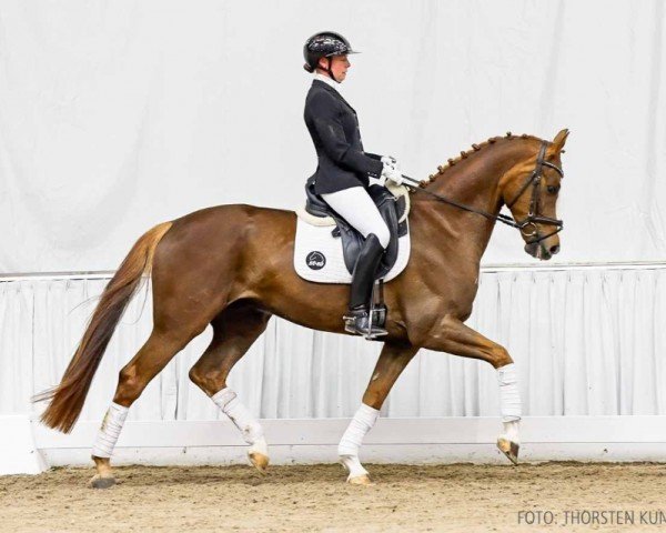 dressage horse Sihanouk (Hanoverian, 2020, from Sezuan's Donnerhall)