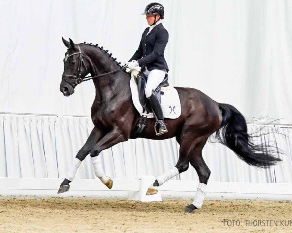 dressage horse Festus (Hanoverian, 2020, from Fantastic)