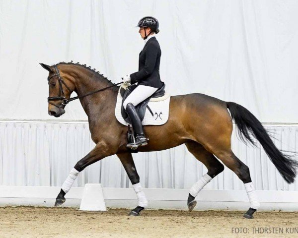 dressage horse Destina (Hanoverian, 2020, from Destacado FRH)