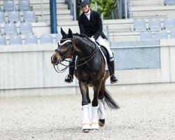 dressage horse Schumi 8 (Westphalian, 2010, from Schumacher)