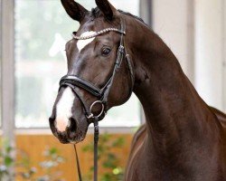 dressage horse Serenity (Hanoverian, 2020, from Secret)