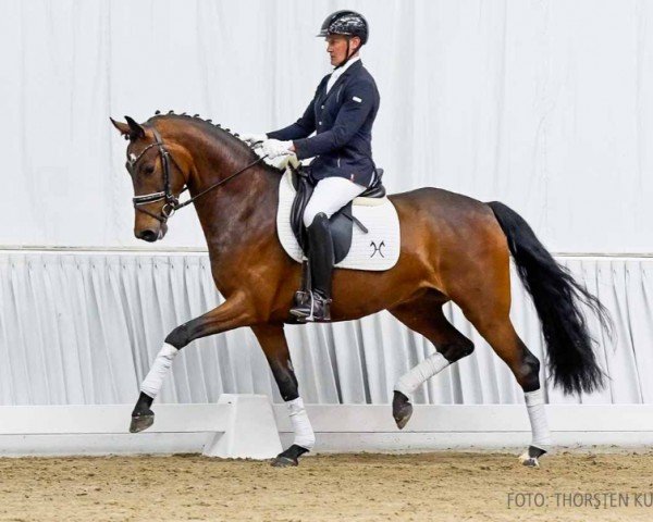 dressage horse Fibi (Hanoverian, 2020, from Fürst Belissaro)