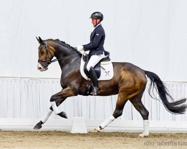 dressage horse Davita (Hanoverian, 2020, from Da Costa)