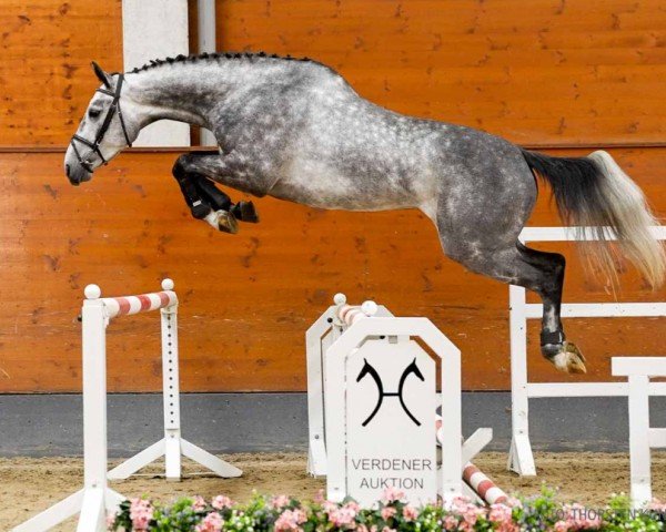 jumper Aconito (Hanoverian, 2019, from Action Blue)