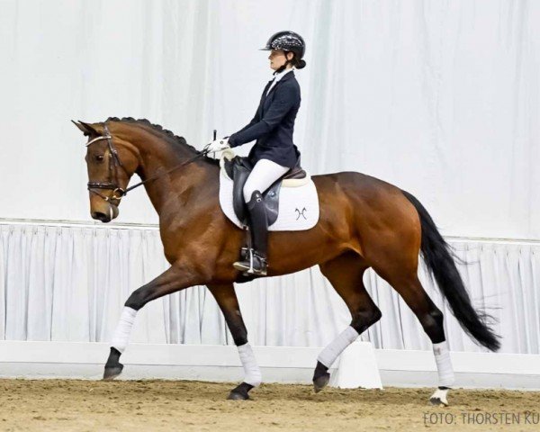 dressage horse Festival (Hanoverian, 2020, from Finnigan)