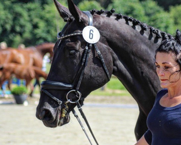 broodmare Donna Denira (German Sport Horse, 2017, from De Niro)