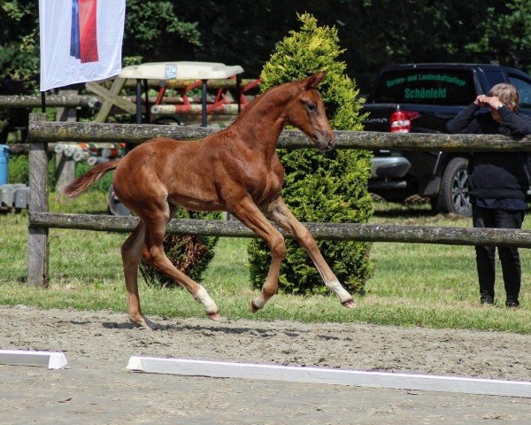 Fohlen von Kesse Lady (Oldenburger, 2024, von Kjento)