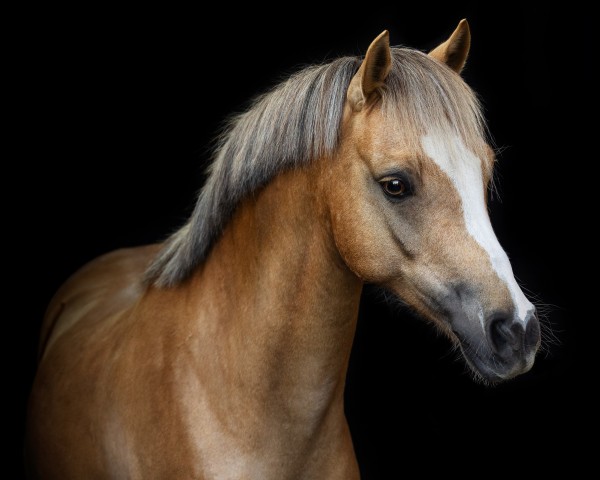 dressage horse Captain Cookie 3 (Welsh-Pony (Section B), 2014, from Hilin Winchester)