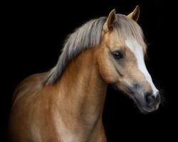 Dressurpferd Captain Cookie 3 (Welsh Pony (Sek.B), 2014, von Hilin Winchester)