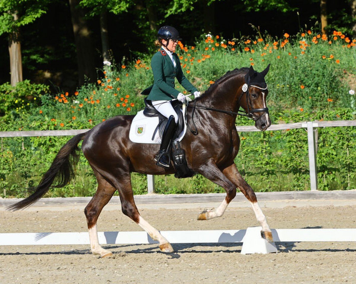 stallion Boom (Oldenburg, 2020, from Bonds)