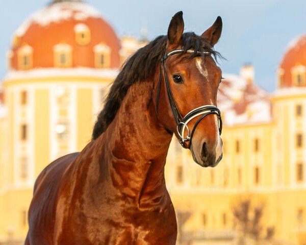 Pferd Centurio (Sächs.-Thür. Schweres Warmbl., 2021, von Casco)