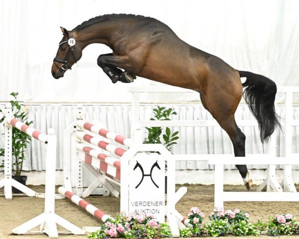 jumper Caruso (Hanoverian, 2021, from CHARTHAGO BLUE OLD)