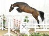 jumper Caruso (Hanoverian, 2021, from Charthago Blue OLD)