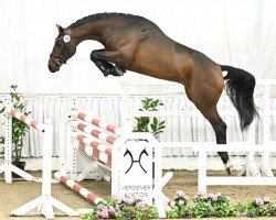 jumper Caruso (Hanoverian, 2021, from Charthago Blue OLD)