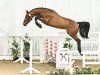 jumper Chawonix (Hanoverian, 2021, from Chacoon Blue)