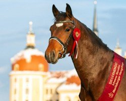 horse Elbstern (Sachs-door. Heavy Warmbl., 2021, from Elbcapitän)