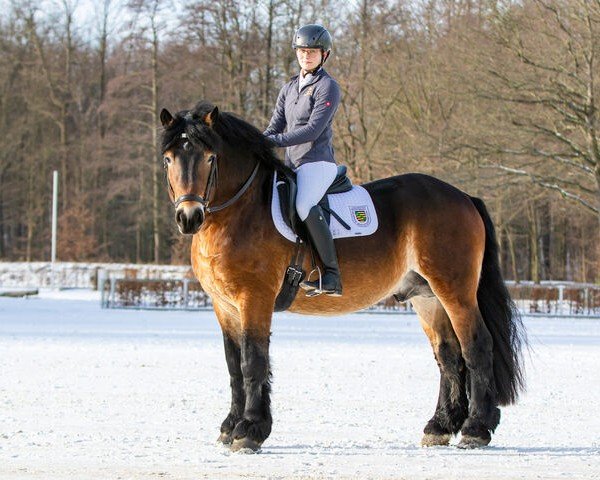 stallion Ferrero (Rhenish-German Cold-Blood, 2020, from Fulminant)