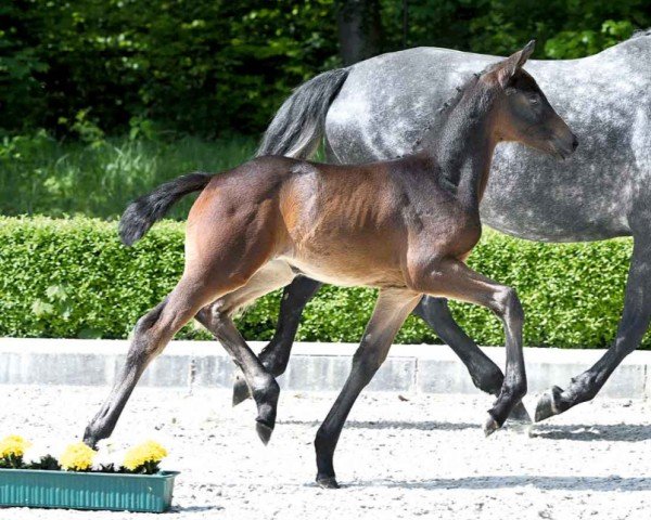 foal by Sevilla (Westphalian, 2024, from St. Emilion)