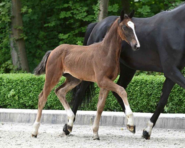 foal by Eisenherz (Hanoverian, 2024, from Escaneno)