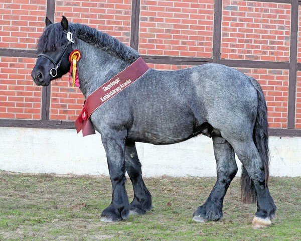 Deckhengst Nussbaum (Rheinisch-Deutsches Kaltblut, 2020, von Navajo)