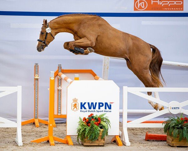 stallion Primeur VDL (KWPN (Royal Dutch Sporthorse), 2020, from Kallmar VDL)