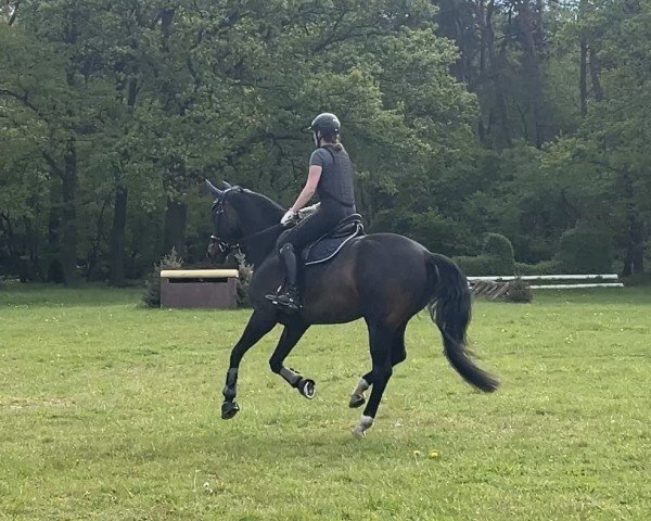 dressage horse Berti (Westphalian, 2014, from Rock Forever NRW)