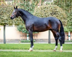 dressage horse Tamino (Hanoverian, 2021, from Totilas)