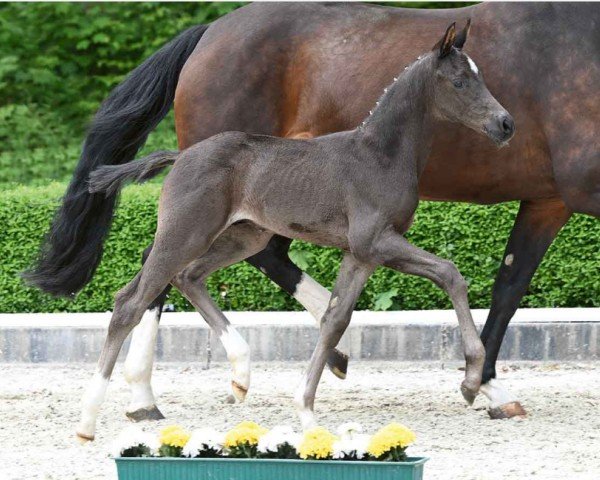 foal by Sommerwind (Hanoverian, 2024, from St. Emilion)