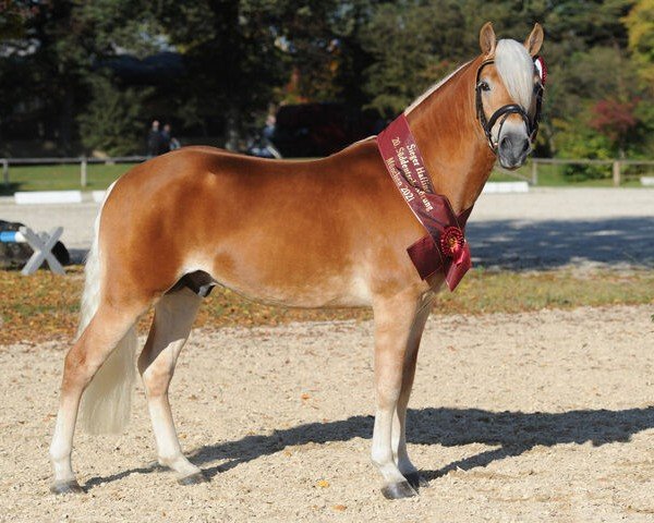 Deckhengst Abraxas (Haflinger, 2019, von Amore Mio)