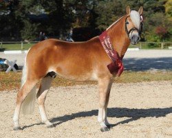 Deckhengst Abraxas (Haflinger, 2019, von Amore Mio)