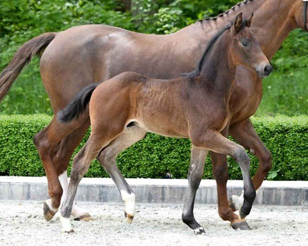 foal by Scooby Doo (Hanoverian, 2024, from St. Emilion)