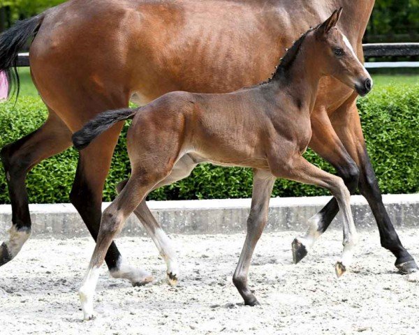 foal by Eiskönigin (Hanoverian, 2024, from Escaneno)