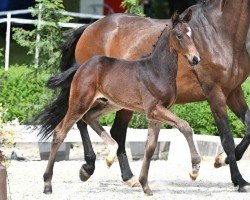 foal by Sunday Surprise (Oldenburg, 2024, from St. Emilion)