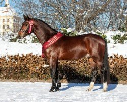 stallion Cäsar (Sachs-door. Heavy Warmbl., 2020, from Cadett)