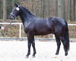 stallion Excalibur (Sachs-door. Heavy Warmbl., 2019, from FST Effekt)