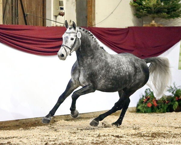 stallion Friesius 3 (Sachs-door. Heavy Warmbl., 2017, from Frieder)