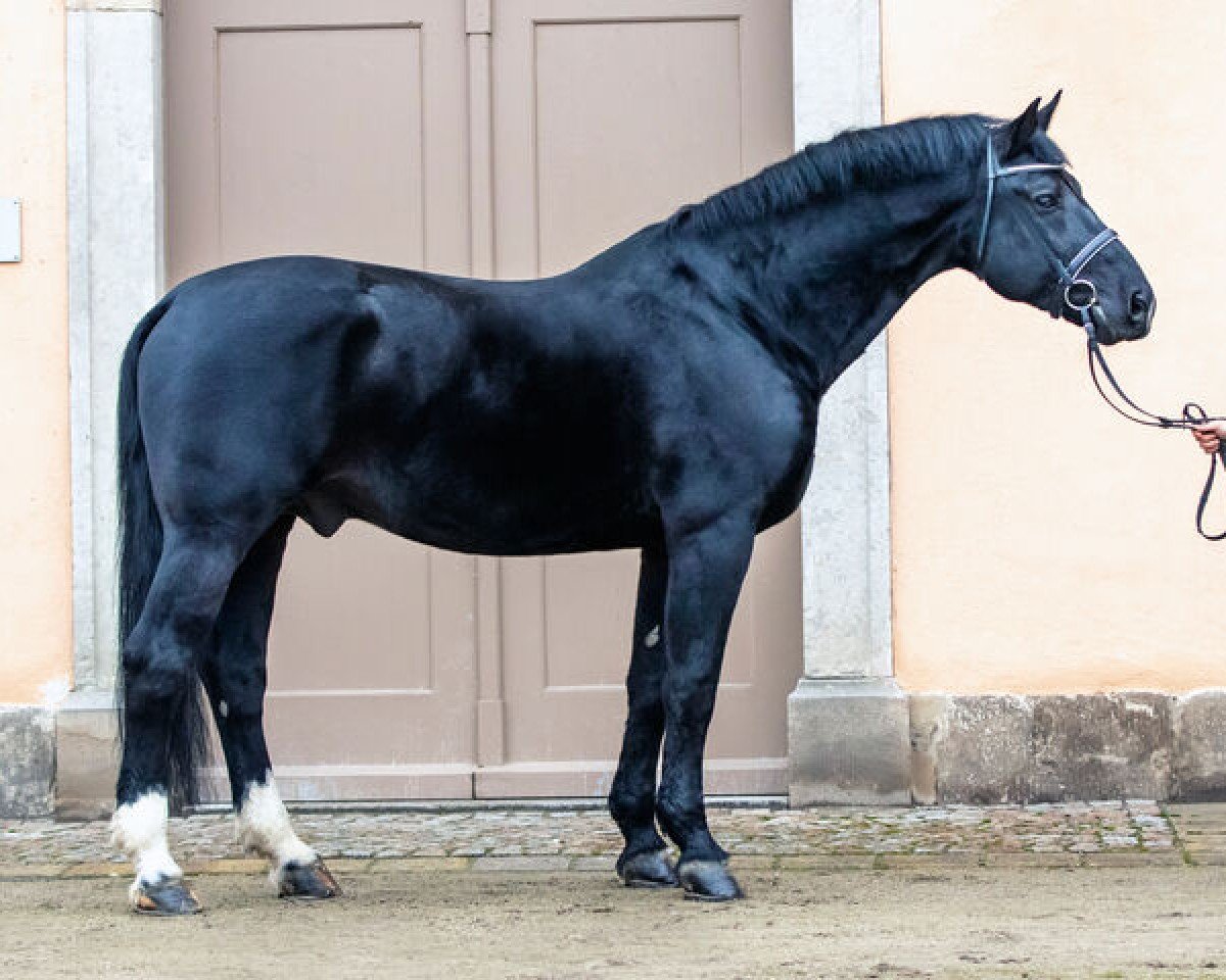 stallion Galantus af Alborgdal (Heavy Warmblood Denmark, 2005, from Garant)