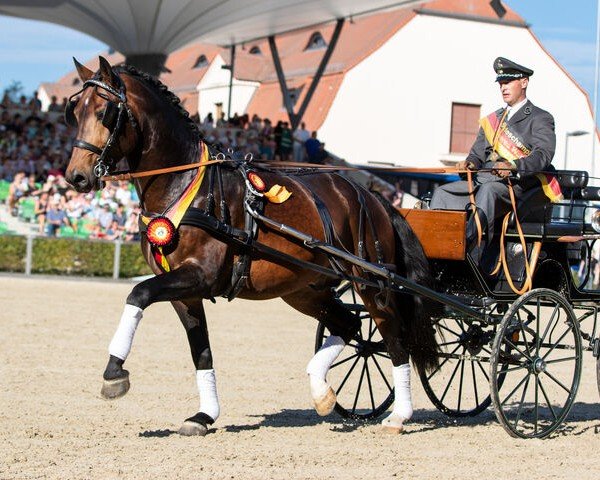 stallion Lancelo (Sachs-door. Heavy Warmbl., 2019, from Loriot)