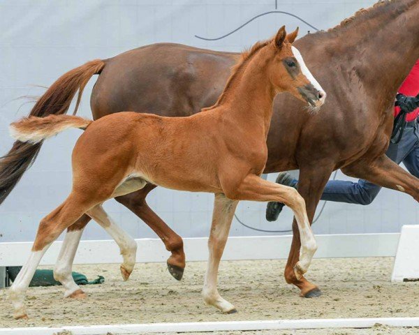 foal by Batea HA (Westphalian, 2024, from Callaho's Benicio)